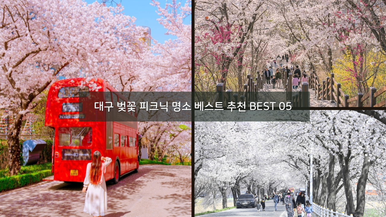 대구 벚꽃 피크닉 명소 베스트 추천 BEST 05