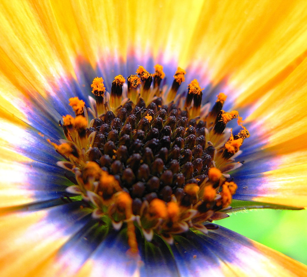 Pollen