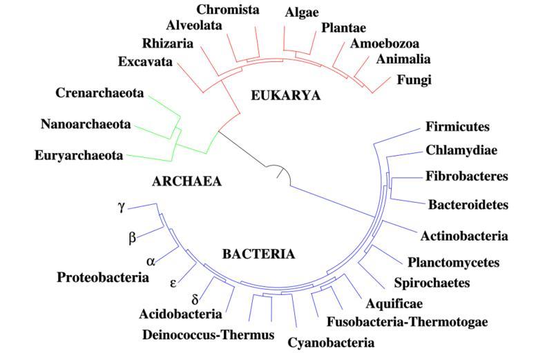 프로바이오틱스 계통수 phylogenetic tree