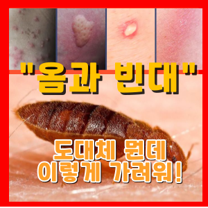 빈대와 옴 가려움증