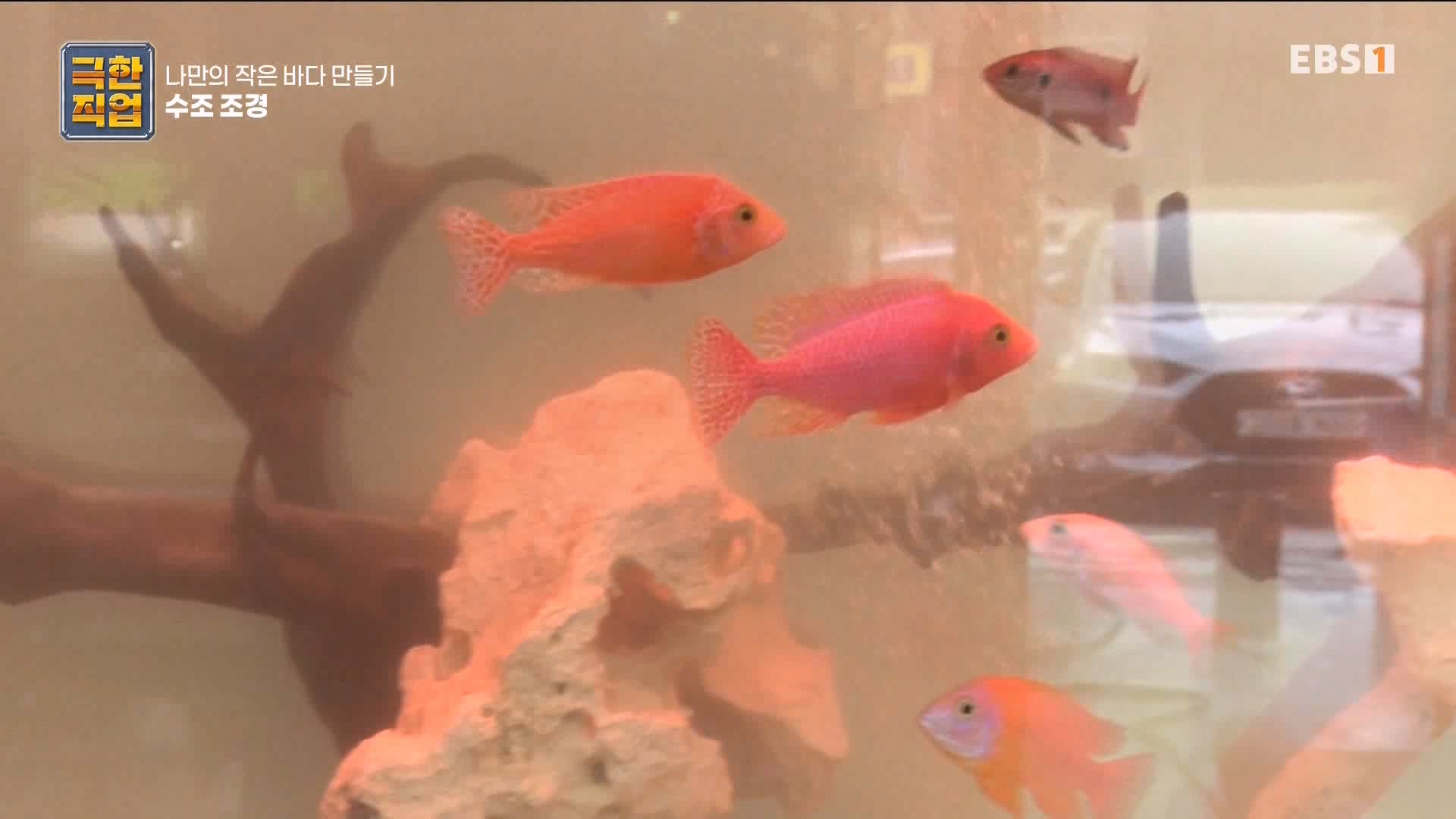 [극한 직업] 수조 조경.mp4_20230822_204224.852.jpg