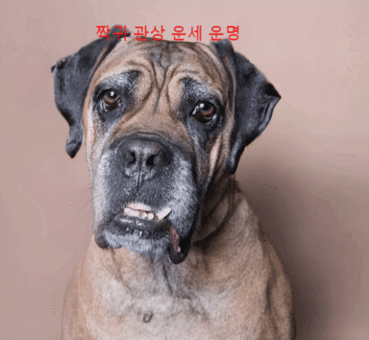  [짝귀] 관상, 심심풀이