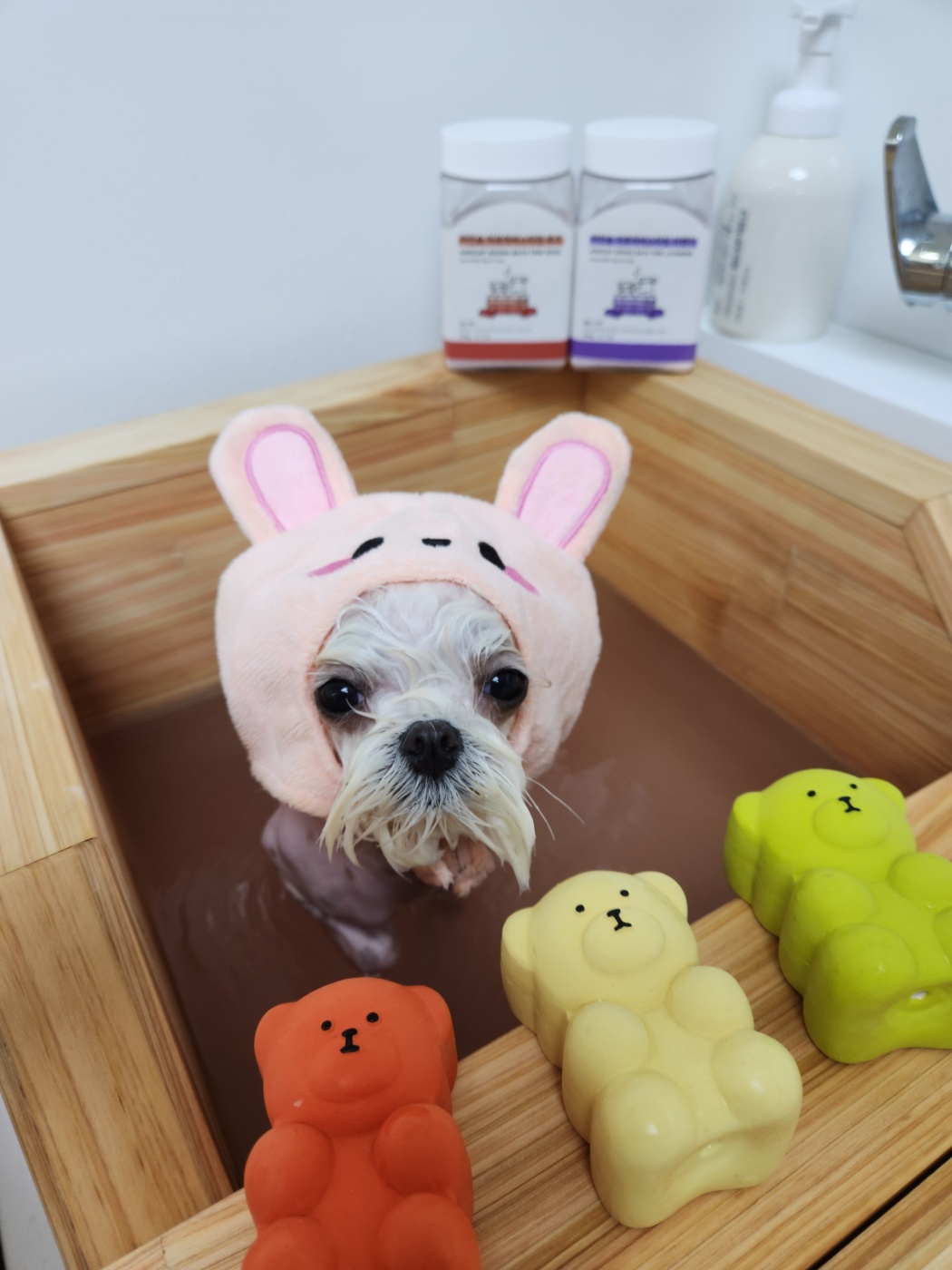 하콩이네 이미지