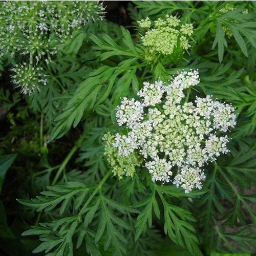 천궁 (CNIDIUM) 효능 부작용 섭취법은?