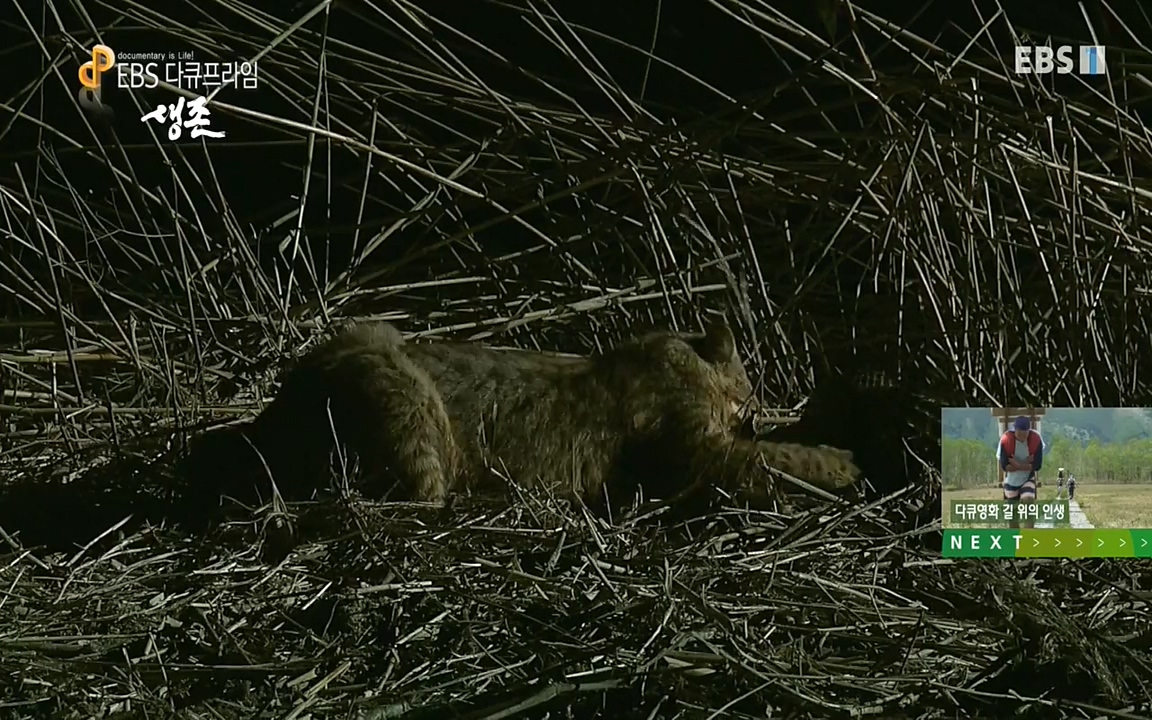생존 3부_ EBS 다큐프라임_ 220629.avi_20220701_210620.059.jpg
