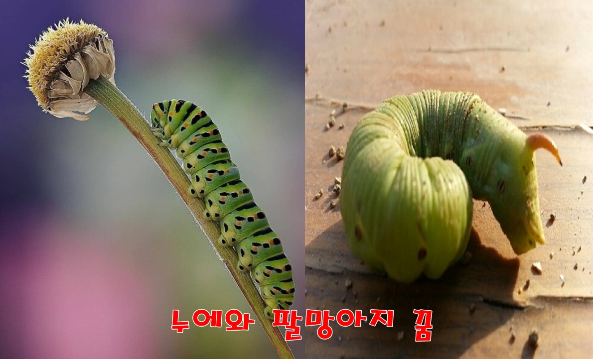  [무료꿈해몽]누에고치와 팔망아지 꿈; 성공,돈버는 꿈,횡재꿈,주식투자꿈,누에태몽,결혼꿈,누에고치만지는꿈,누에고치사육,아들태몽,팔망아지꿈.