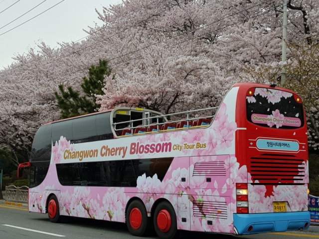 진해벚꽃투어 행사소식, 교통정보, 창원시티투어버스 1