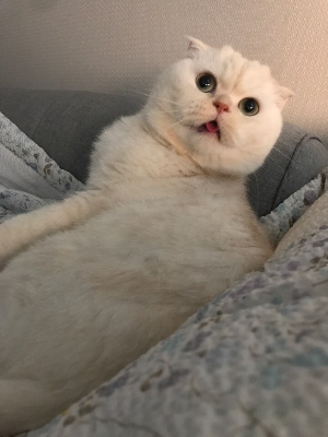 귀여운 고양이