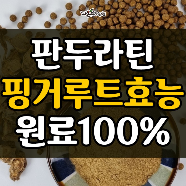 핑거루트 효능 판두라틴 건재 11