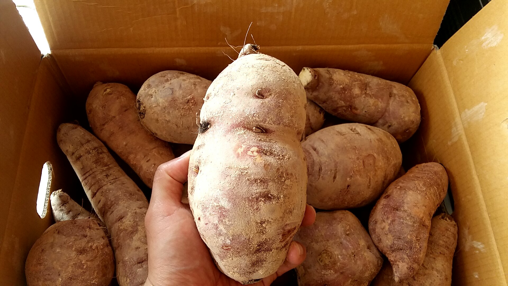 고구마 싹, 싹난 고구마 그냥 먹어도 될까? 화산 황토고구마 칼로리 및 고구마 효능 후기 고구마 싹, 싹난 고구마 그냥 먹어도 될까? 화산 황토고구마 칼로리 및 고구마 효능 후기