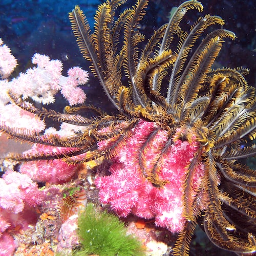 Tips for Choosing the Right Fish for Your Aquarium