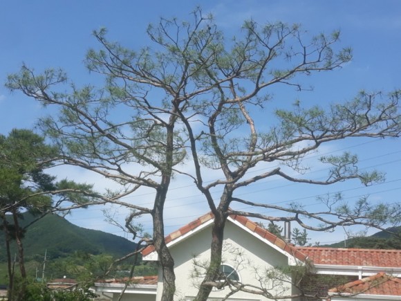 전원 주택 마쯔전지 시기 5