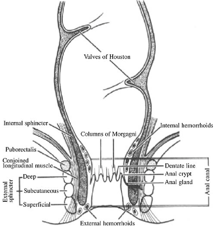 anatomy of anal canal