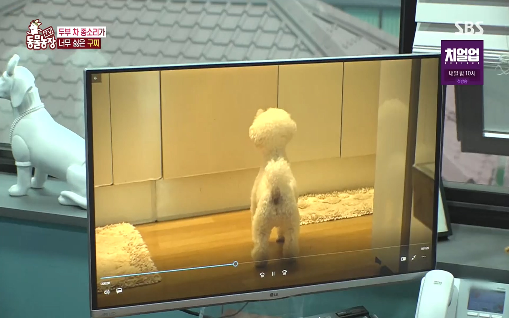 TV 동물농장.E1089.221002p.H264-F1RST.mp4_20221002_181942.333.jpg