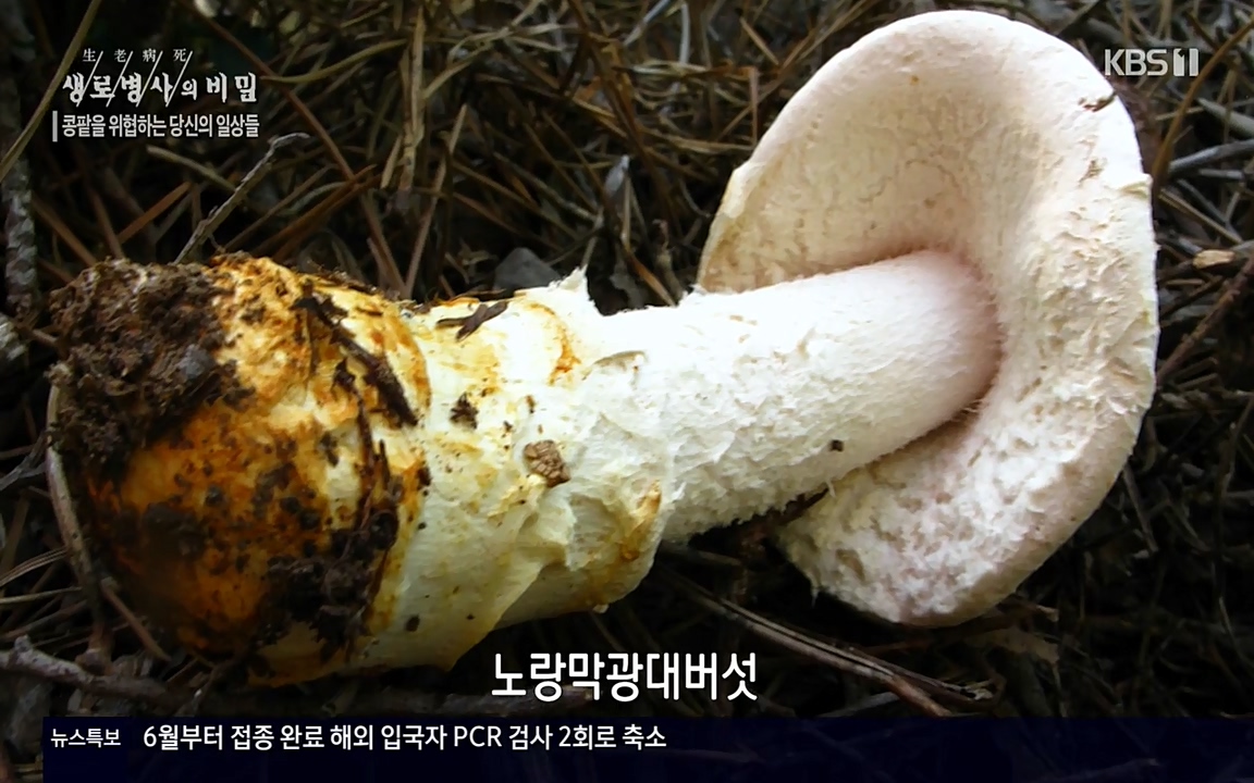 생로병사의 비밀.E819.220421p-NEXT.mp4_20220421_191042.312.jpg