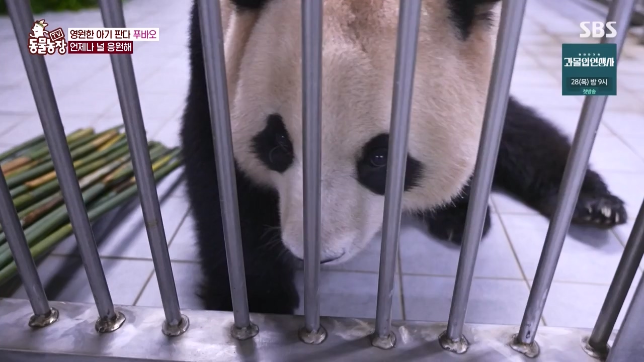 TV 동물농장.E1150.231218p-NEXT.mp4_20231217_171352.088.jpg
