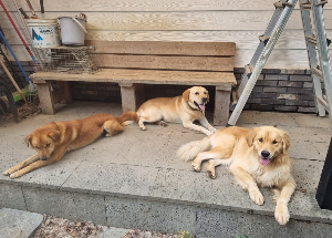 Social Hierarchy