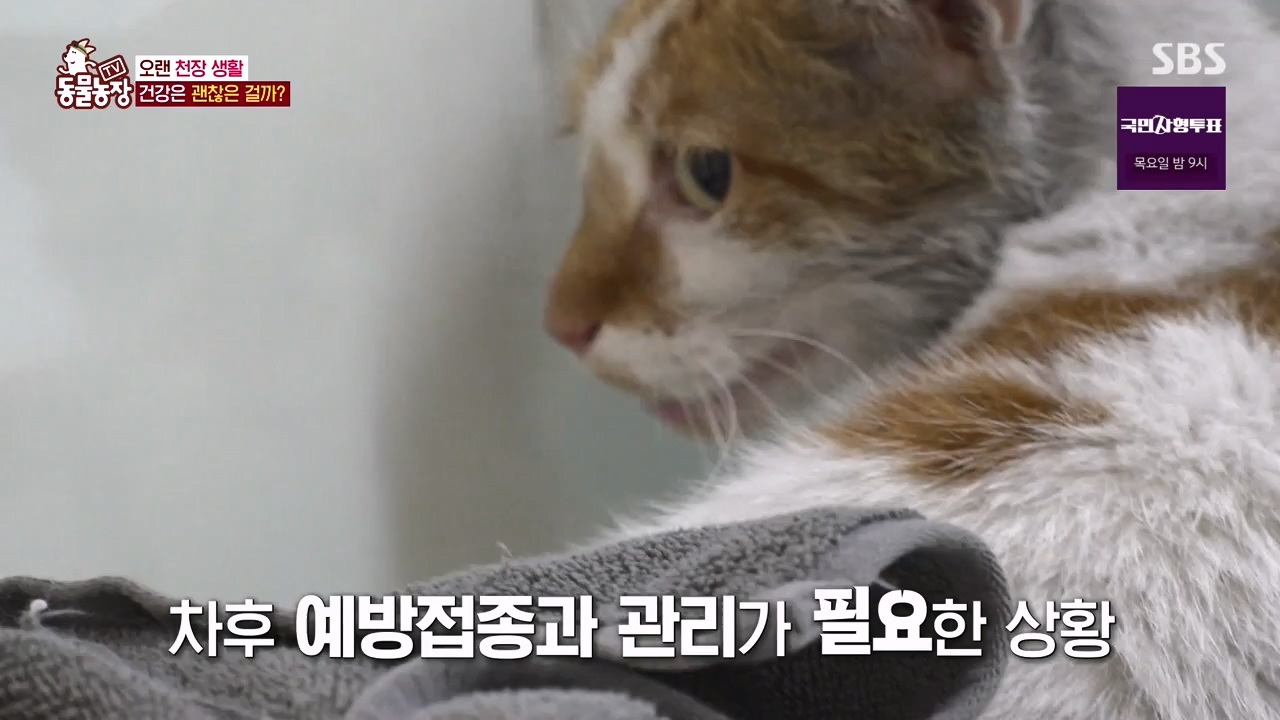 TV 동물농장.E1133.230814p-NEXT.mp4_20230813_171356.281.jpg