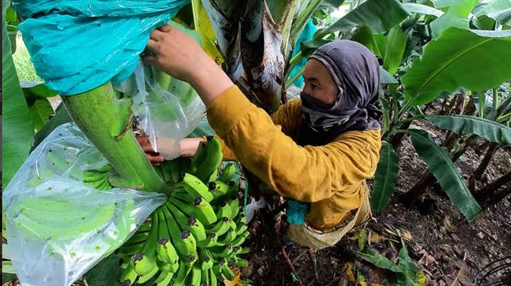바나나-농장에서-일하는-작업자