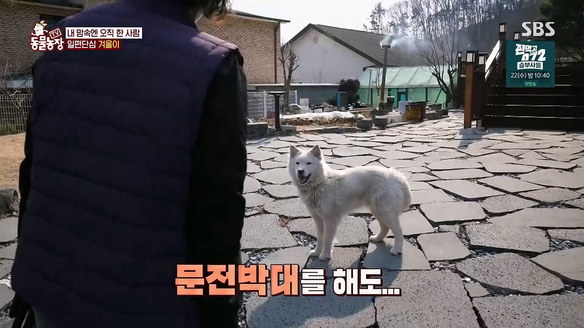 TV 동물농장.E1112.230319p.H264-F1RST.mp4_20230319_175156.228.jpg