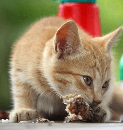 고양이가 좋아하는 음식 정리