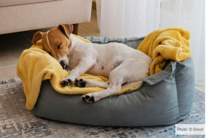 강아지와 같이 자면 좋은 건강 상의 이점 VIDEO: 6 health benefits of sharing a bed with your pet that might surprise you