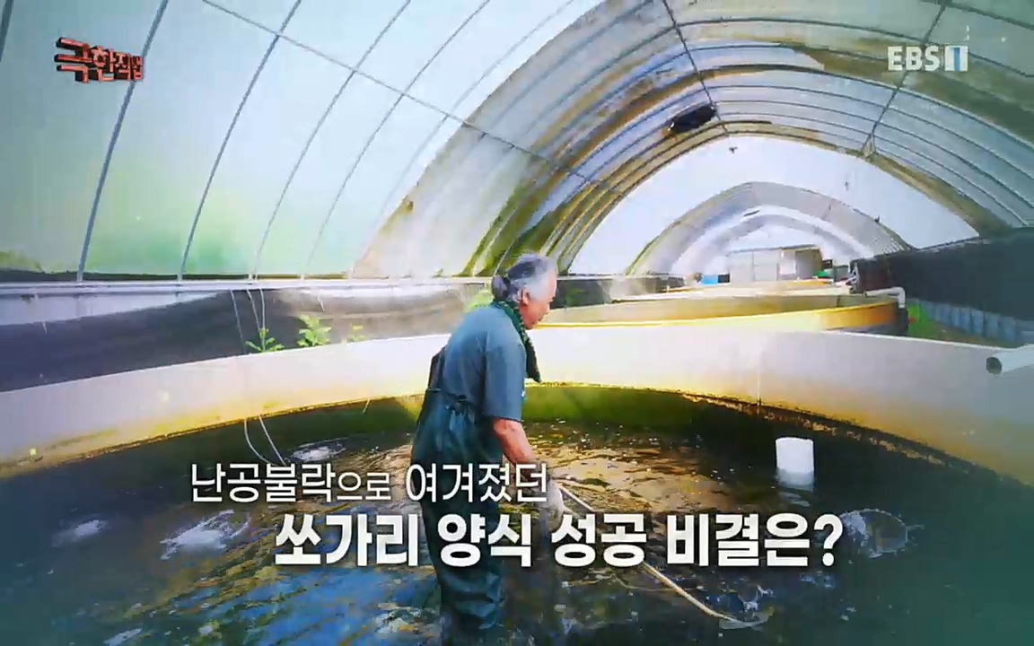 TV - 교육의 중심 EBS희귀 양식의 세계 - 참다랑어, 연어, 쏘가리.mp4_20220829_194057.531.jpg