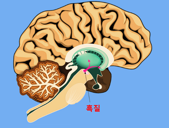 두뇌 흑질이 포함되어있는 그림