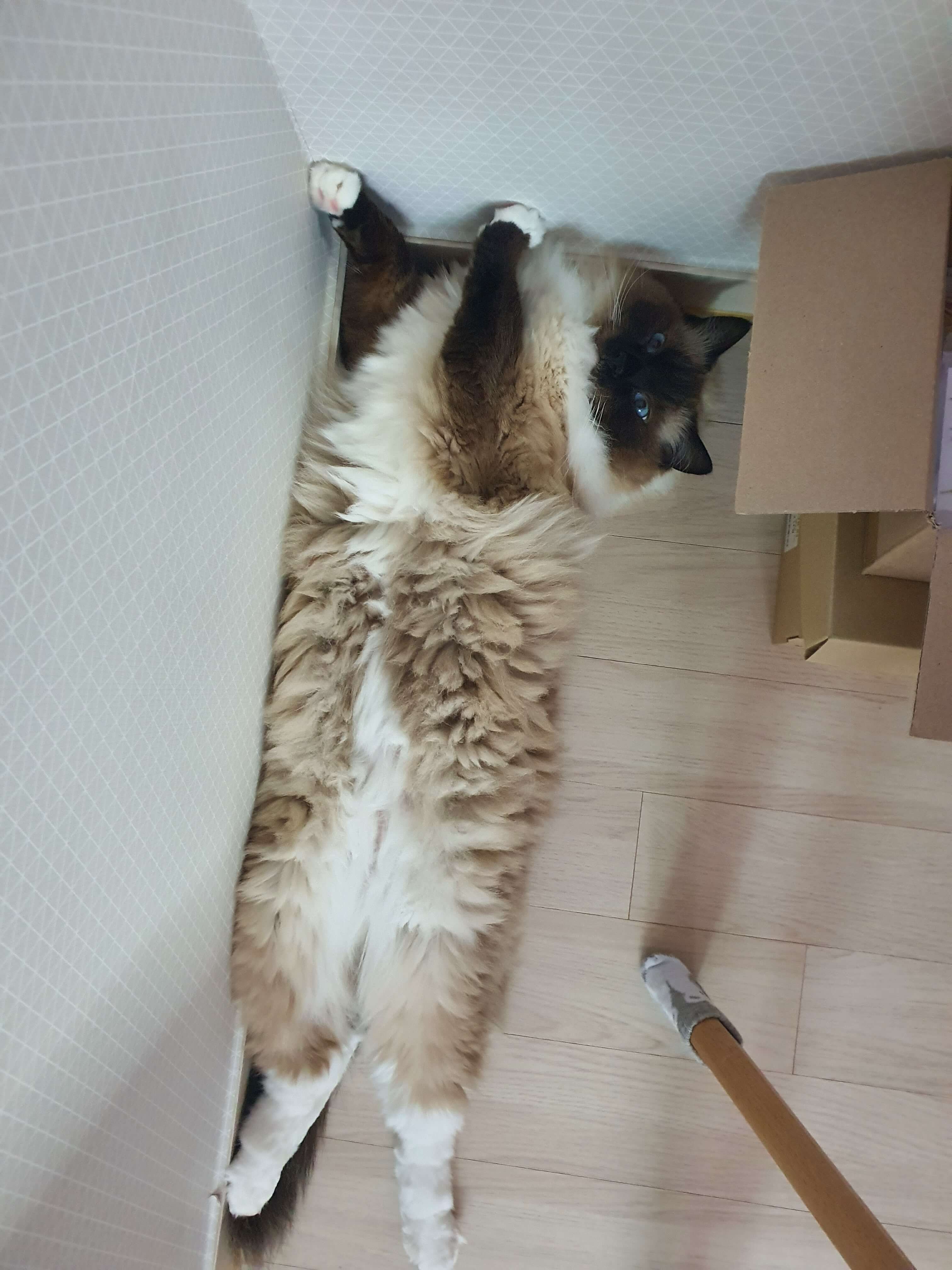 고양이-사진