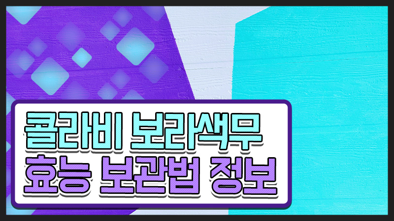  제주콜라비 보라색무 효능 보관법 제철 정보