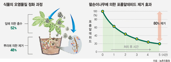 식물의 오염물질 정화 과정 팔손이나무에 의한 포름알데히드 제거 효과 100 잎에 의한 흡수 52% 뿌리에 의한 제거 48% 포름알데히드 888888 처리 후 시간 0 0 1 2 3 4 80% 제거 5(시간) 자료: 농촌진흥청