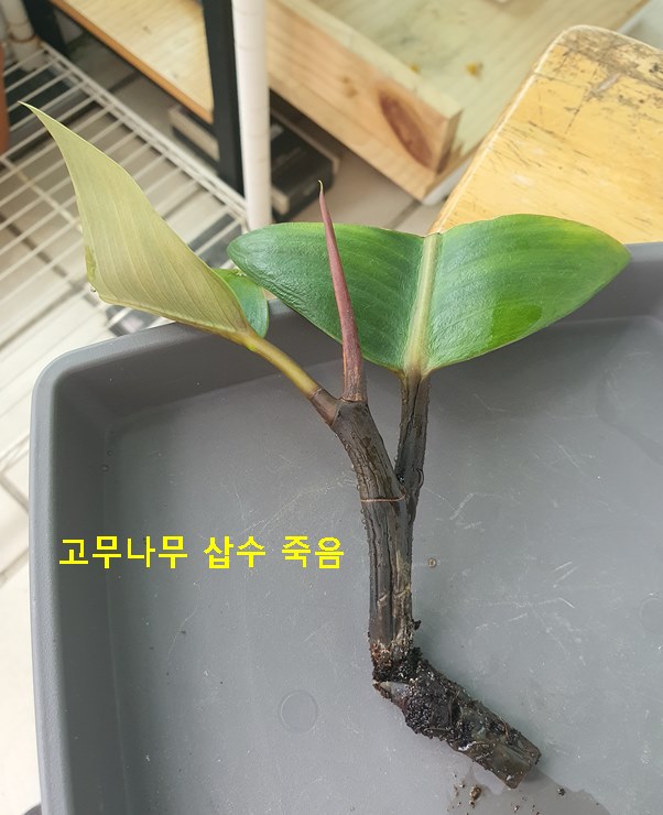 고무나무 삽수 죽다