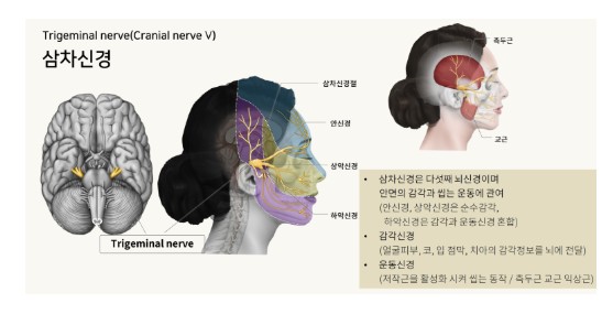 삼차신경