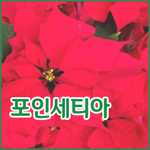  반려식물 포인세티아를 키우는방법