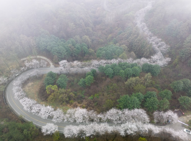 춘천 소양강댐 벚꽃 개화시기&#44; 관광 꿀팁&#44; 길안내
