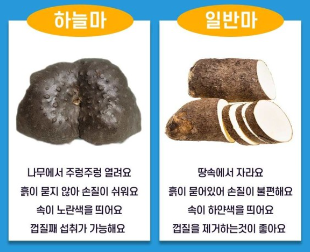 하늘마 차이