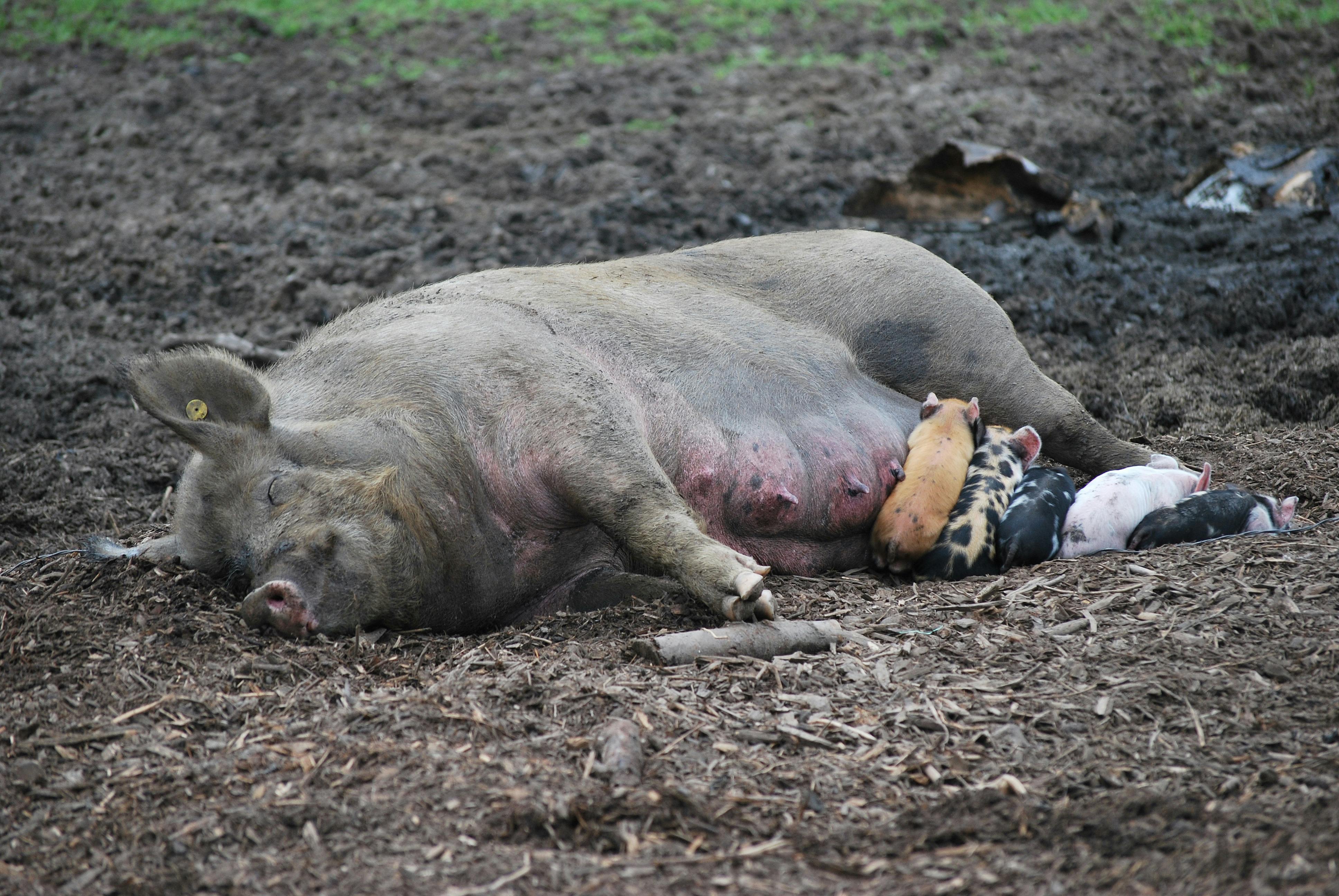 아프리카돼지열병: 돼지 산업을 위협하는 치명적 바이러스의 모든 것