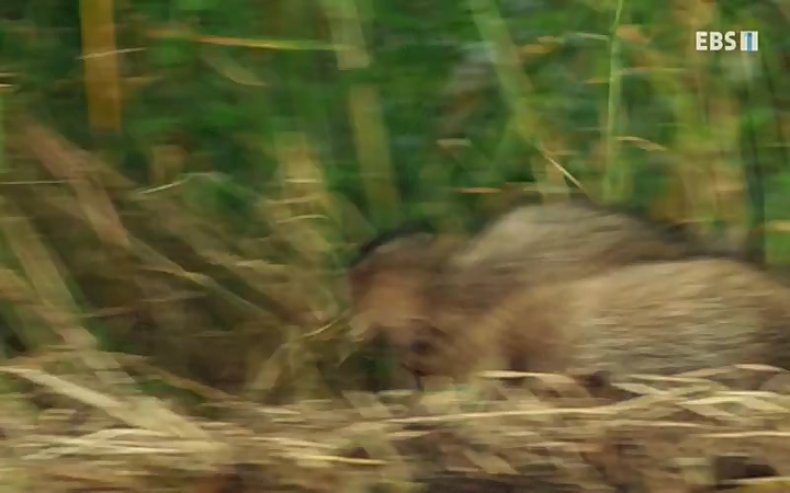 EBS 다큐프라임_ 220628.avi_20220629_210216.855.jpg