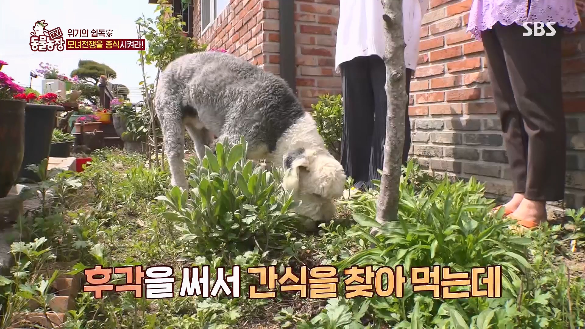 TV 동물농장.E1120.230514p.H264-F1RST.mp4_20230515_203530.730.jpg