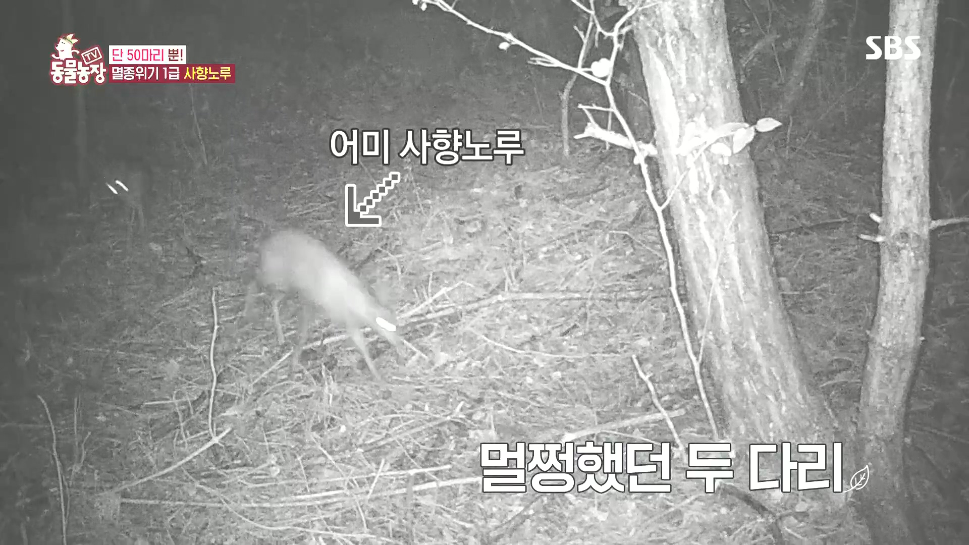 TV 동물농장.E1185.240818p.H264-F1RST.mp4_20240818_161027.230.jpg