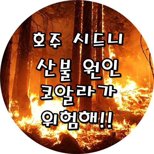 호주 시드니 산불 원인 ! 코알라가 위험해!!
