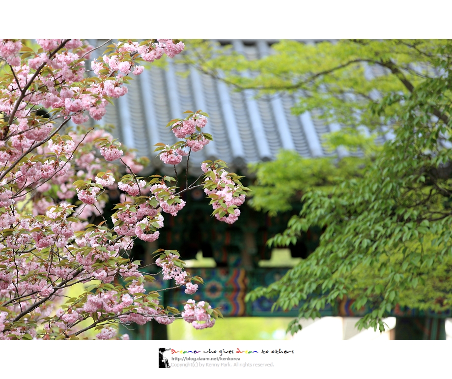 서산 문수사 겹벚꽃