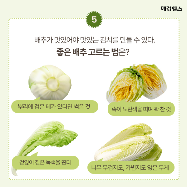 김장배추 수확시기 잘 고르는 방법김