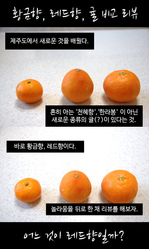 레드향 이미지