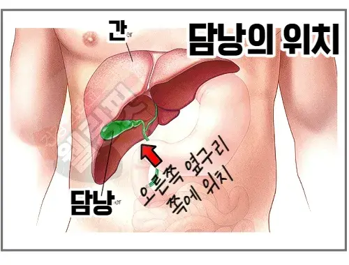 담낭의-위치