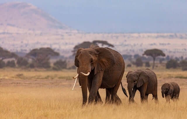 매혹적인 코끼리의 세계와 의사소통