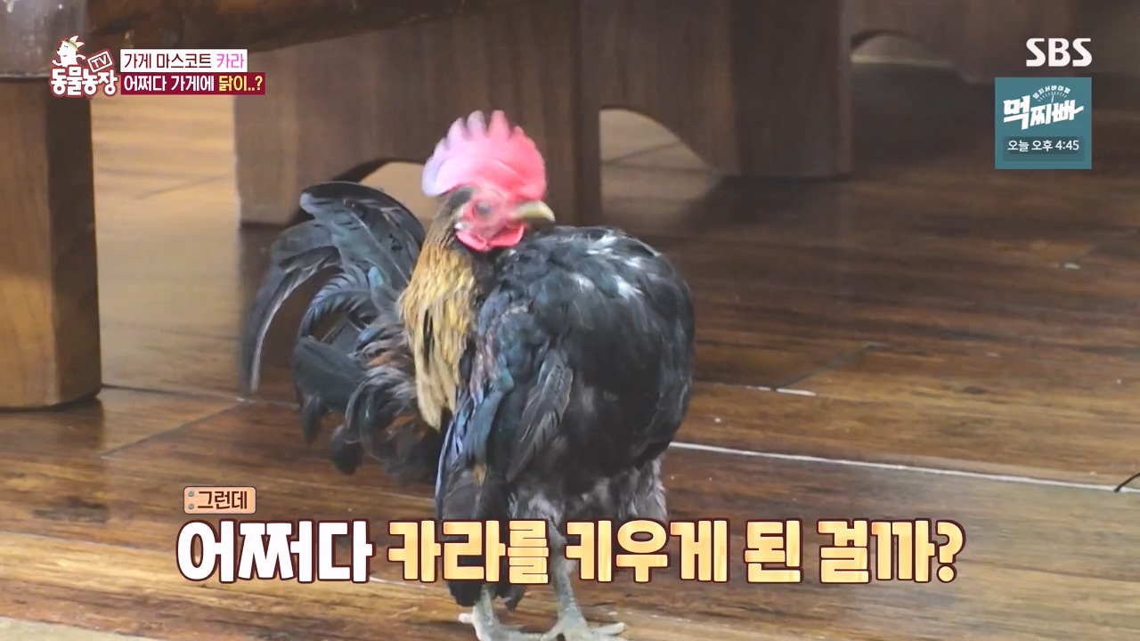 TV 동물농장.E1141.231016p-NEXT.mp4_20231015_173005.303.jpg