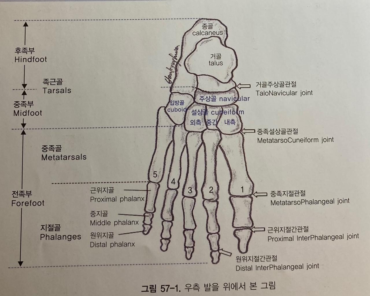 47. 발의 구조와 기능(Structure & Function of Foot)