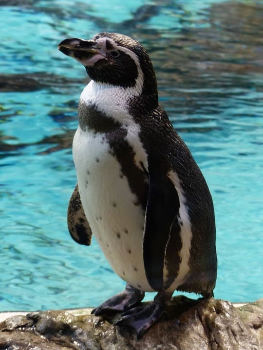훔볼트펭귄 (Humboldt Penguin)