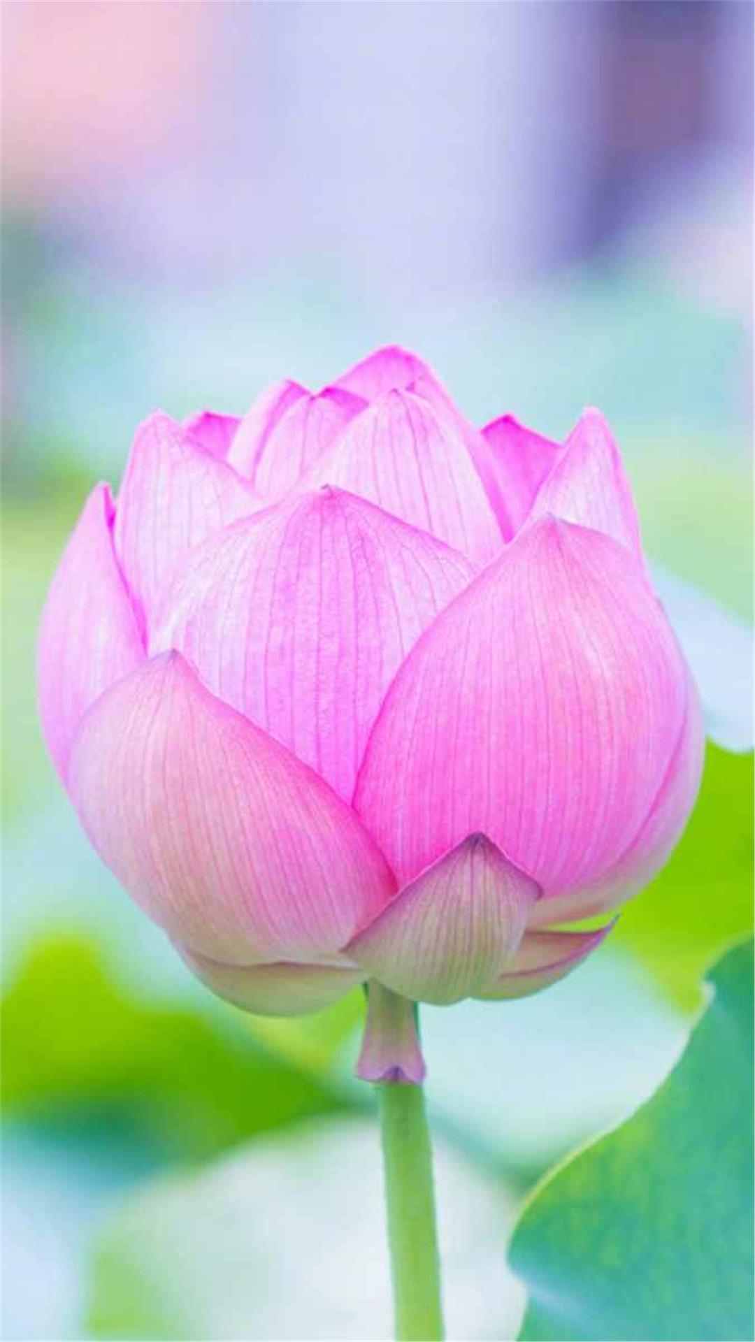 Lotus Flower iPhone Wallpaper